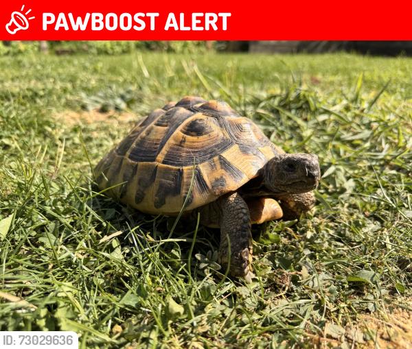 Lost Unknown Reptile last seen Basing hill, Greater London, England NW11 8QS