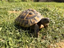 Lost Unknown Reptile last seen Basing hill, Greater London, England NW11 8QS