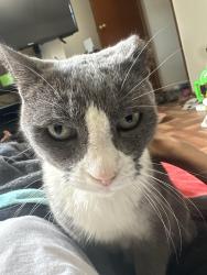 Lost Male Cat last seen Afg distribution, Asheville, NC 28806