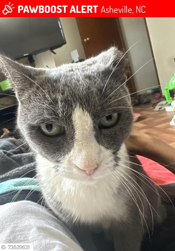 Lost Male Cat last seen Afg distribution, Asheville, NC 28806