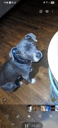 Reunited Female Dog last seen Barnard Elementary , Washington, DC 20011