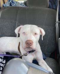 Lost Female Dog last seen Grand and state rd 54, New Port Richey, FL 34652