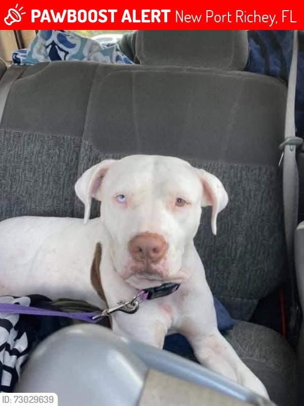 Lost Female Dog last seen Grand and state rd 54, New Port Richey, FL 34652