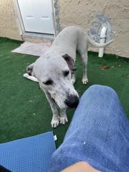 Found/Stray Female Dog last seen Oak Manor , TEMPLE TERR, FL 33617