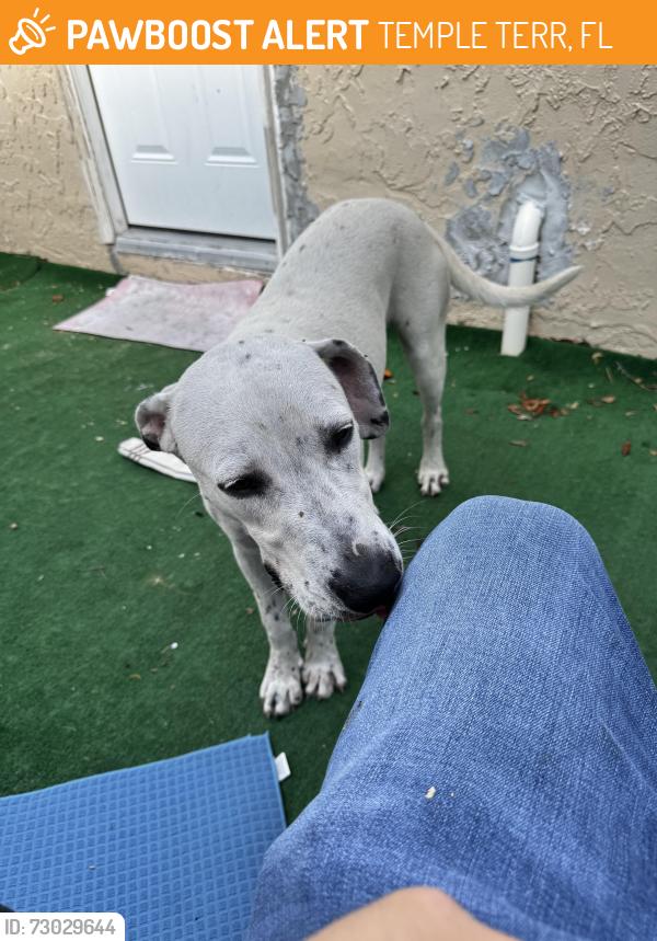Found/Stray Female Dog last seen Oak Manor , TEMPLE TERR, FL 33617