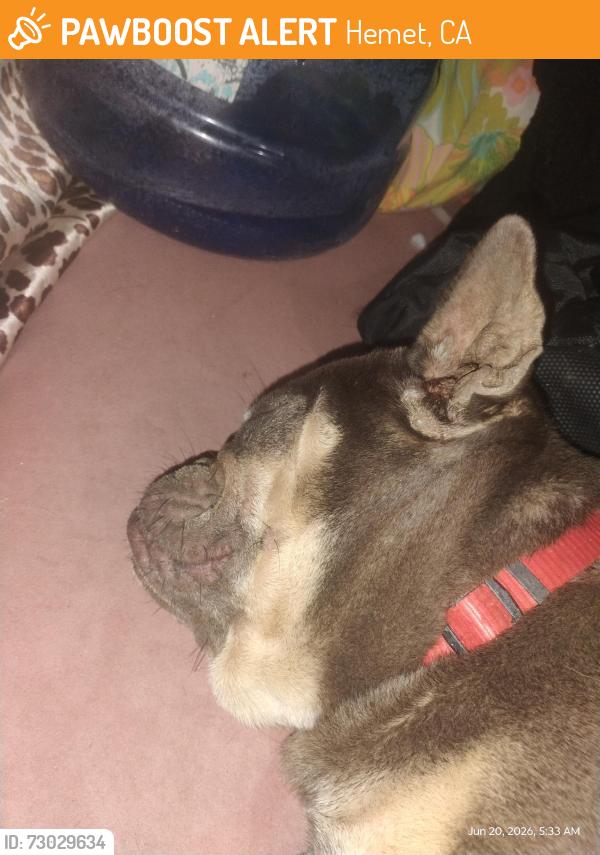 Found/Stray Female Dog last seen Florida and Santa fe Hemet ca, Hemet, CA 92543