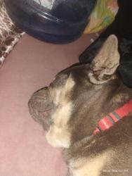 Found/Stray Female Dog last seen Florida and Santa fe Hemet ca, Hemet, CA 92543