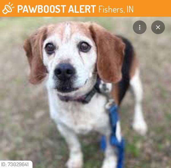 Found/Stray Unknown Dog last seen In the nickel plate trail shrubs, Fishers, IN 46038
