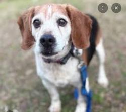 Found/Stray Unknown Dog last seen In the nickel plate trail shrubs, Fishers, IN 46038