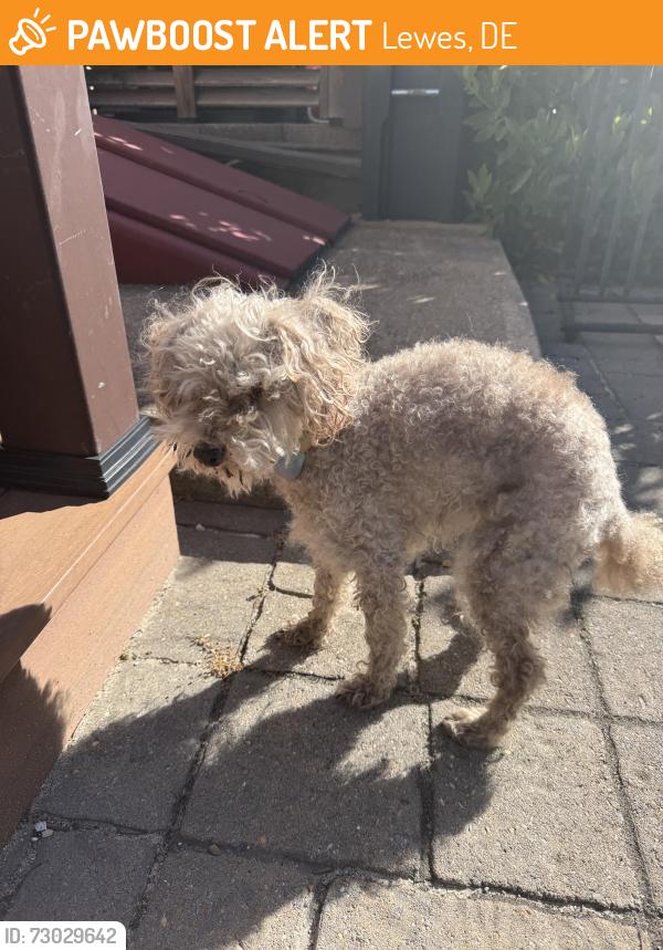 Found/Stray Female Dog last seen Near Market St Lewes DE, Lewes, DE 19958