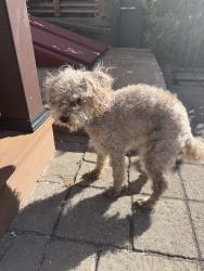 Found/Stray Female Dog last seen Near Market St Lewes DE, Lewes, DE 19958