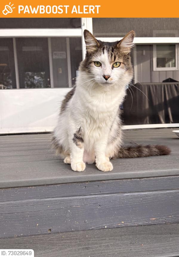Found/Stray Unknown Cat last seen Wendy Lane, Lake Bowman, Spartanburg County, SC 29349