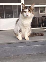 Found/Stray Unknown Cat last seen Wendy Lane, Lake Bowman, Spartanburg County, SC 29349