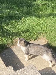 Found/Stray Male Cat last seen Boones corner candler nc, Candler, NC 28715