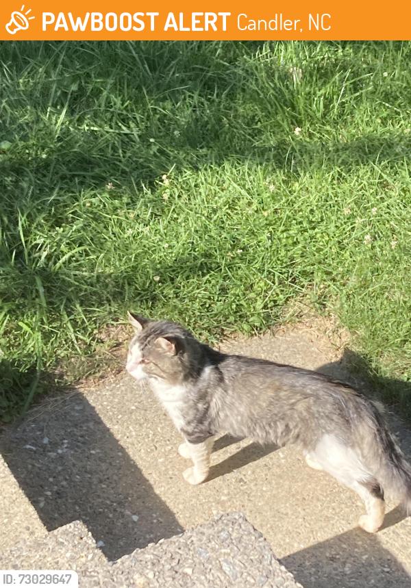 Found/Stray Male Cat last seen Boones corner candler nc, Candler, NC 28715