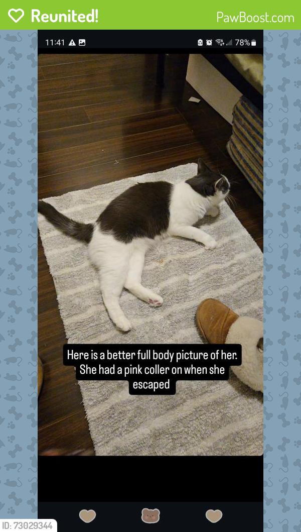 Reunited Female Cat last seen Richmond, BC, Canada, Richmond, BC 