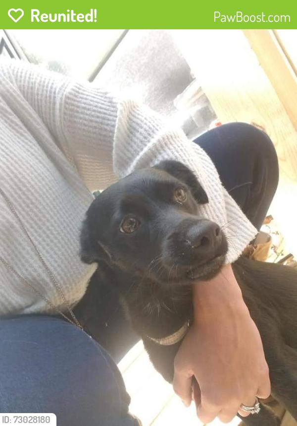 Reunited Female Dog last seen English ct, Lumpkin County, GA 30533