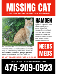 Lost Male Cat last seen West Woods Rd and Russo Dr, Hamden, CT 06518