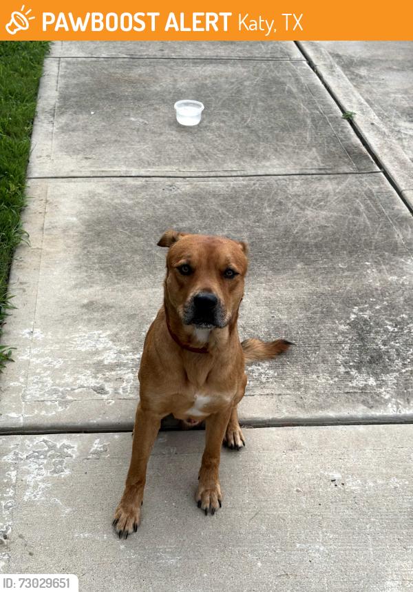 Found/Stray Male Dog last seen The Commons at Hollyhock apmts, Katy, TX 77449