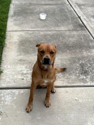 Found/Stray Male Dog last seen The Commons at Hollyhock apmts, Katy, TX 77449