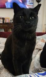 Lost Male Cat last seen Harwood & Ash, Euless, TX 76039