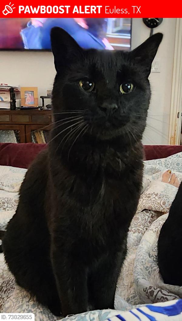 Lost Male Cat last seen Harwood & Ash, Euless, TX 76039
