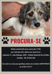 Lost Female Dog last seen R. João Bettega, 6100 - loja 3 - Cidade Industrial de Curitiba, Curitiba - PR, 81350-274, Cidade Industrial de Curitiba, PR 81350-274