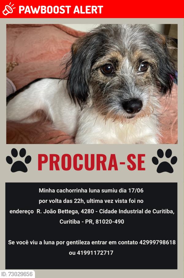 Lost Female Dog last seen R. João Bettega, 6100 - loja 3 - Cidade Industrial de Curitiba, Curitiba - PR, 81350-274, Cidade Industrial de Curitiba, PR 81350-274