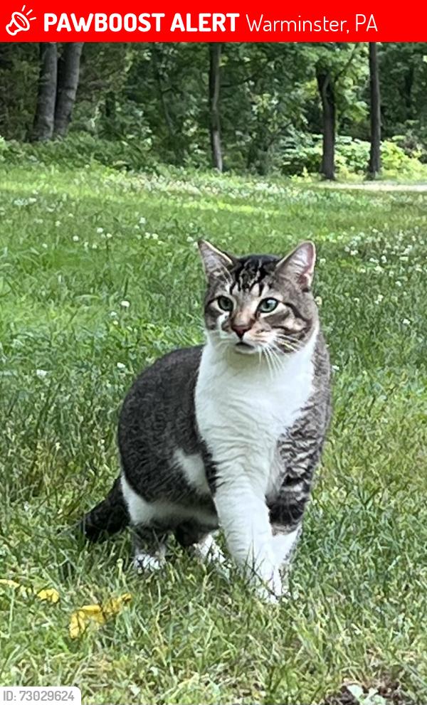 Lost Male Cat last seen Munro Community Park, Warminster Comminuty Park, Warminster, PA 18974