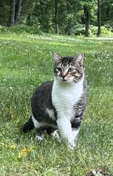 Lost Male Cat last seen Munro Community Park, Warminster Comminuty Park, Warminster, PA 18974