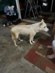Found/Stray Female Dog last seen St Peter’s Church Rd, Randleman, NC 27317