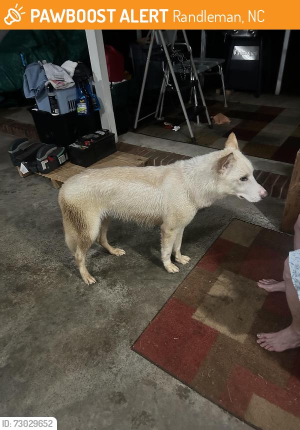 Found/Stray Female Dog last seen St Peter’s Church Rd, Randleman, NC 27317