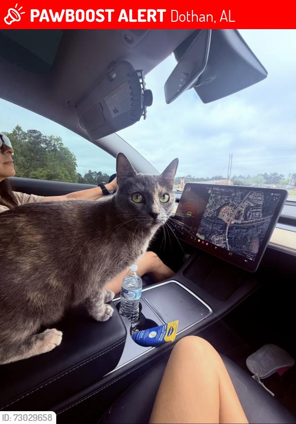 Lost Female Cat last seen County line rd near mount gilead church, Dothan, AL 36305