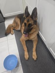 Found/Stray Unknown Dog last seen The labdings, Homestead, FL 33032