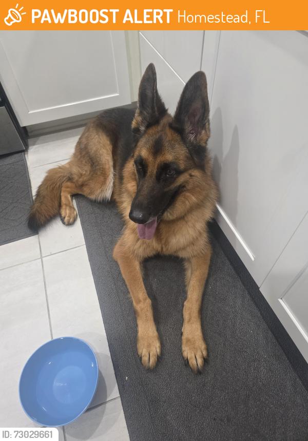Found/Stray Unknown Dog last seen The labdings, Homestead, FL 33032