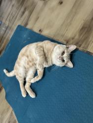 Lost Male Cat last seen Agave Azul Mexican Restaurant, Mecklenburg County, VA 23917