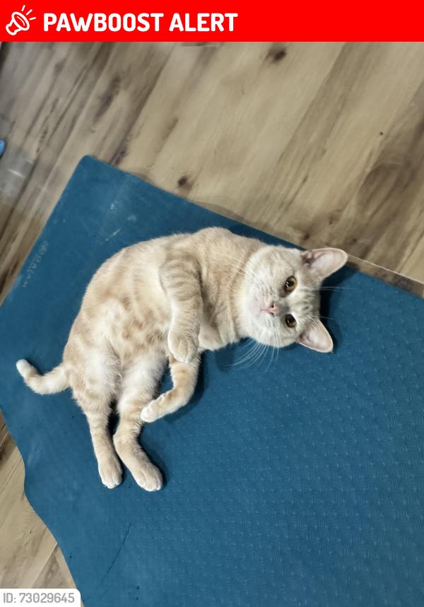 Lost Male Cat last seen Agave Azul Mexican Restaurant, Mecklenburg County, VA 23917