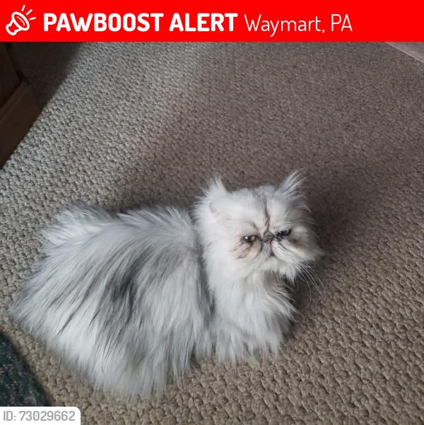 Lost Male Cat last seen Cole Road and Elk Lake Drive, Waymart, PA 18472