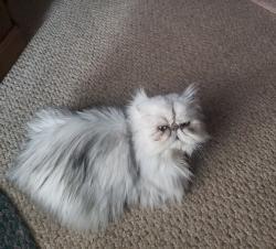 Lost Male Cat last seen Cole Road and Elk Lake Drive, Waymart, PA 18472