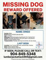 Lost Male Dog last seen Walmart area north Lem Turner, Jacksonville, FL 32218