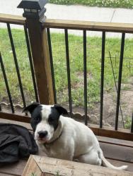 Found/Stray Male Dog last seen Close to Trafalgar elementary school, London, ON N5Z
