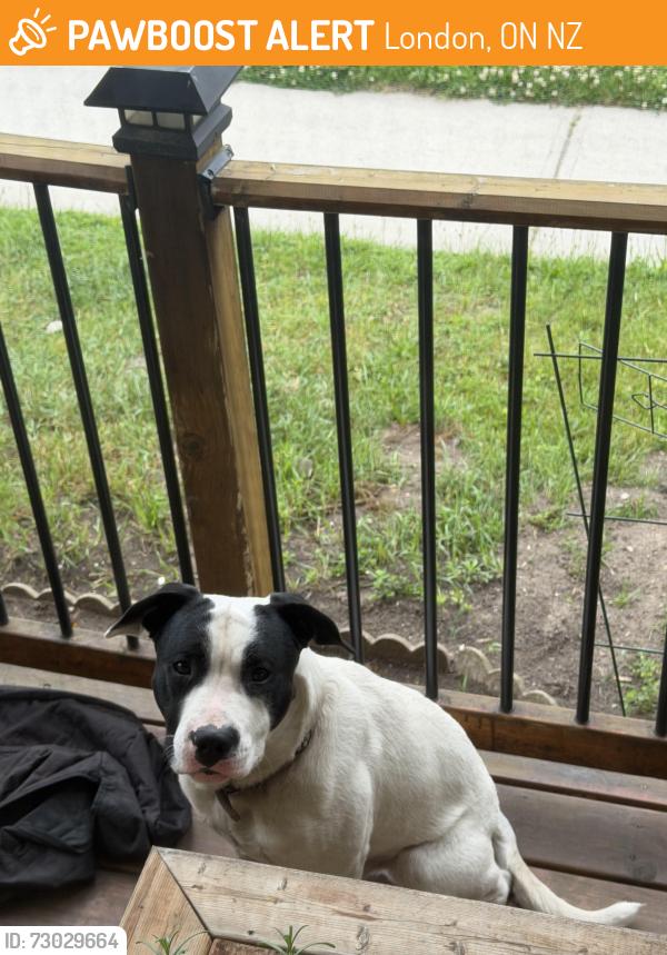 Found/Stray Male Dog last seen Close to Trafalgar elementary school, London, ON N5Z