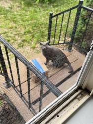 Found/Stray Female Cat last seen Near Walnut Street Rochester, Rochester, NH 03867