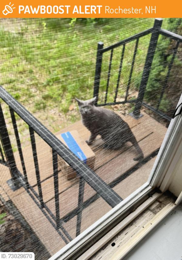 Found/Stray Female Cat last seen Near Walnut Street Rochester, Rochester, NH 03867