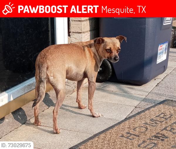 Lost Male Dog last seen Wilkinson  Dr & Corta, Mesquite, TX 75149