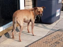 Lost Male Dog last seen Wilkinson  Dr & Corta, Mesquite, TX 75149