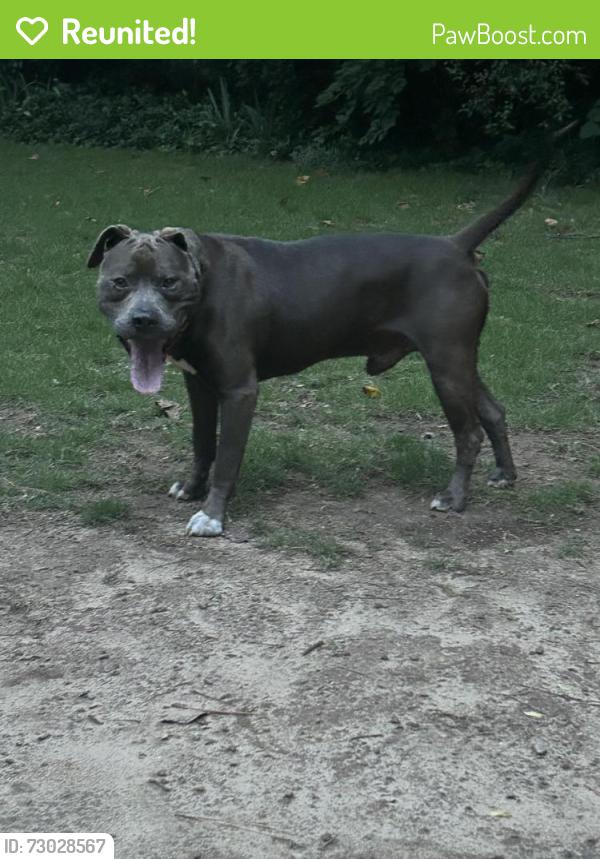 Reunited Male Dog last seen Whitby Drive and Evansdale, Doraville, GA 30340