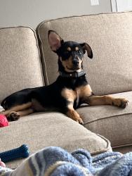 Lost Male Dog last seen Millville Ave and Washington by the park  , Hamilton, OH 45013