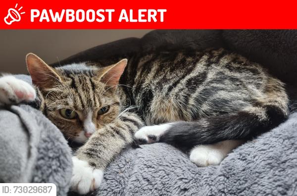 Lost Female Cat last seen Cross flatts street, Beeston, England LS11
