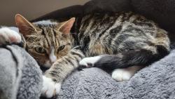 Lost Female Cat last seen Cross flatts street, Beeston, England LS11